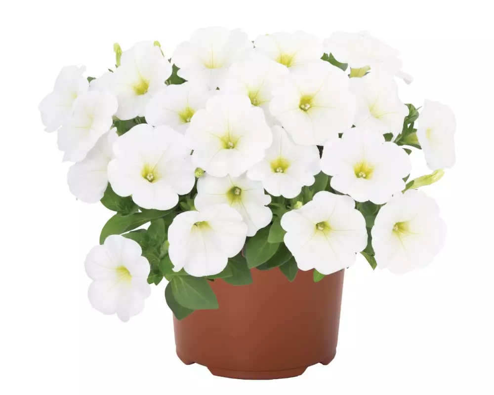 Петуния Potunia® White (100 шт.)