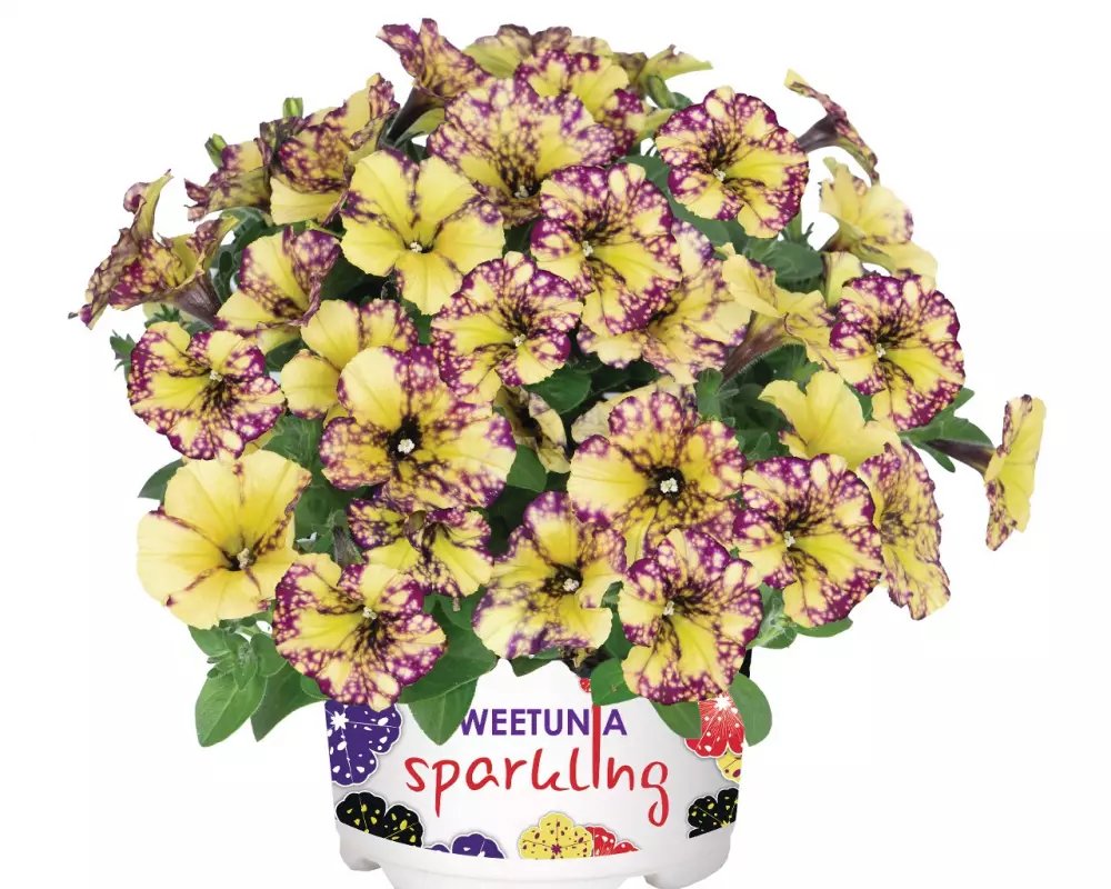 Петуния Sparkling Bee (Intrinsa) (100 шт.)