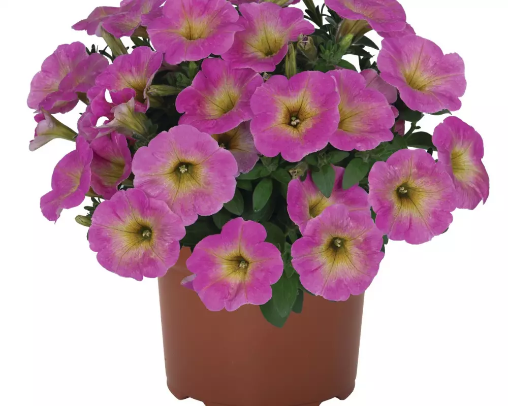 Петуния Sweetunia® Baby Pink (Intrinsa) (100 шт.)