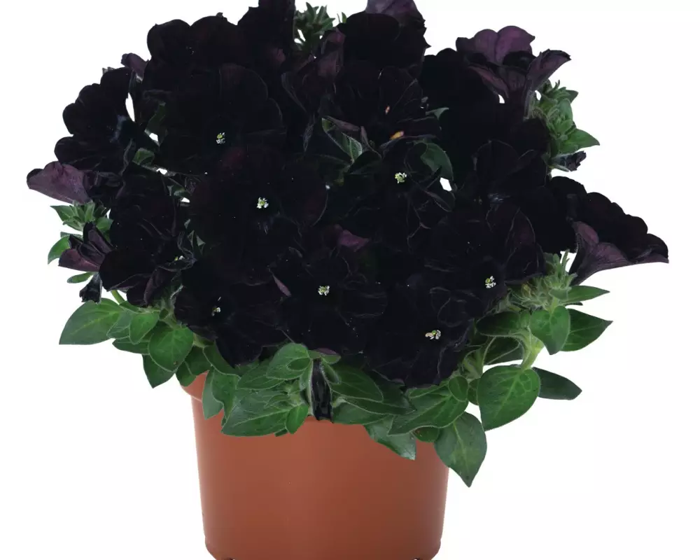 Петуния Sweetunia® Black (100 шт.)