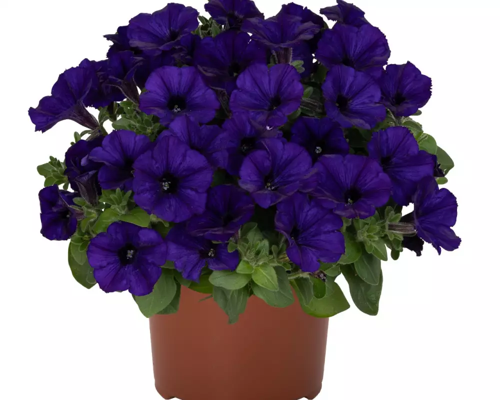 Петуния Sweetunia® Blue (Intrinsa) (100 шт.)