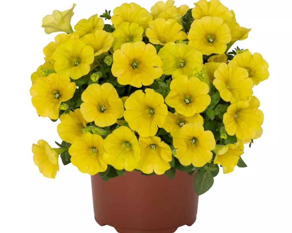 Петуния Sweetunia® Canary Yellow 2027(Intrinsa) (100 шт.)