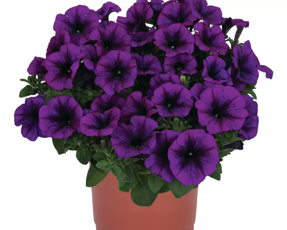 Петуния Sweetunia® Disco Purple (Intrinsa) (100 шт.)