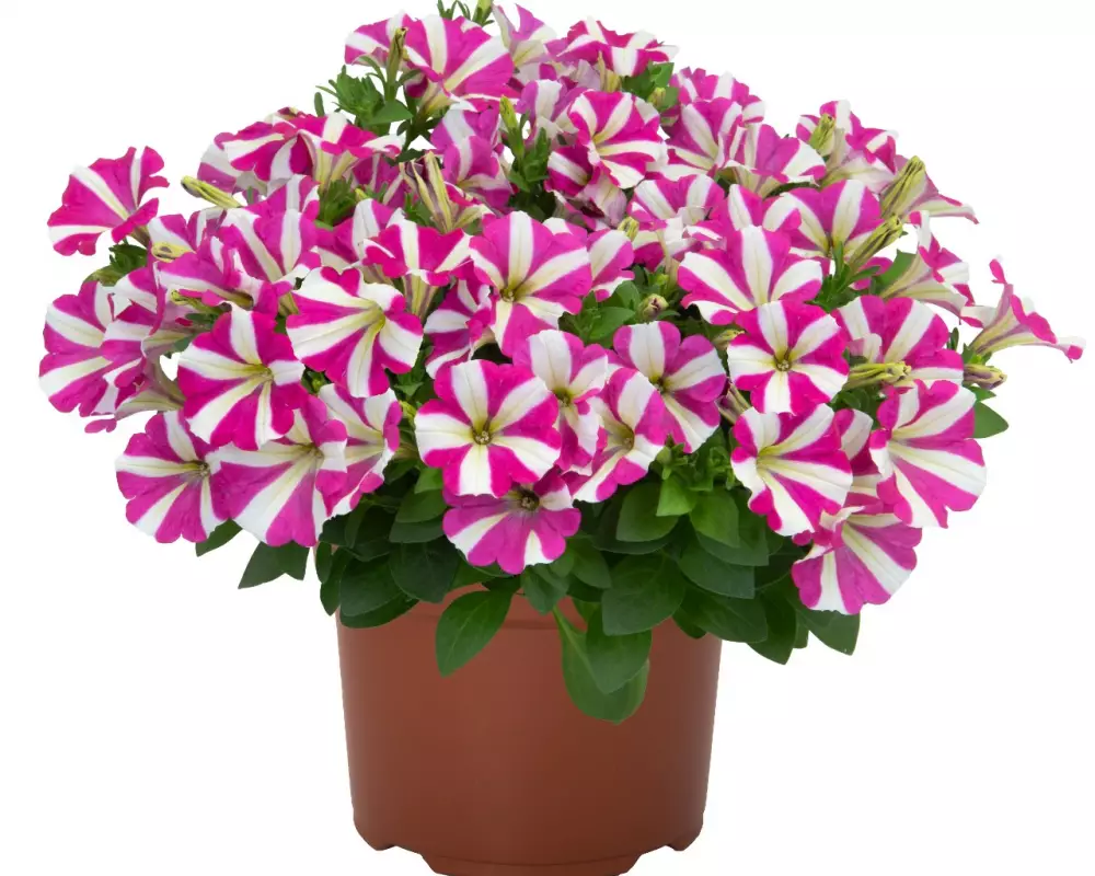 Петуния Sweetunia® Hot Pink Touch (Intrinsa) (100 шт.)
