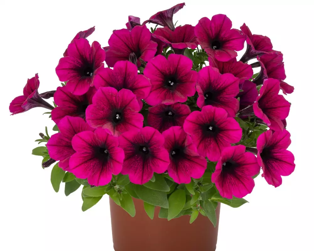 Петуния Sweetunia® Kardinal 2027 (Intrinsa) (100 шт.)