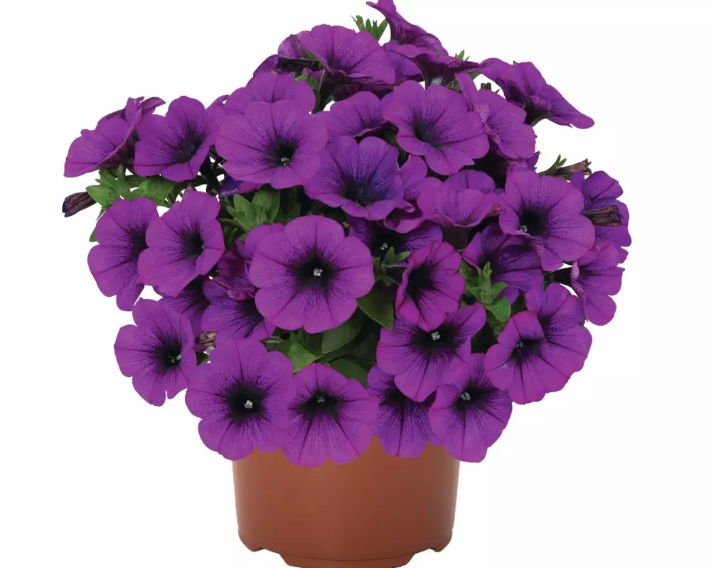 Петуния Sweetunia® Lilac (Intrinsa) (100 шт.)