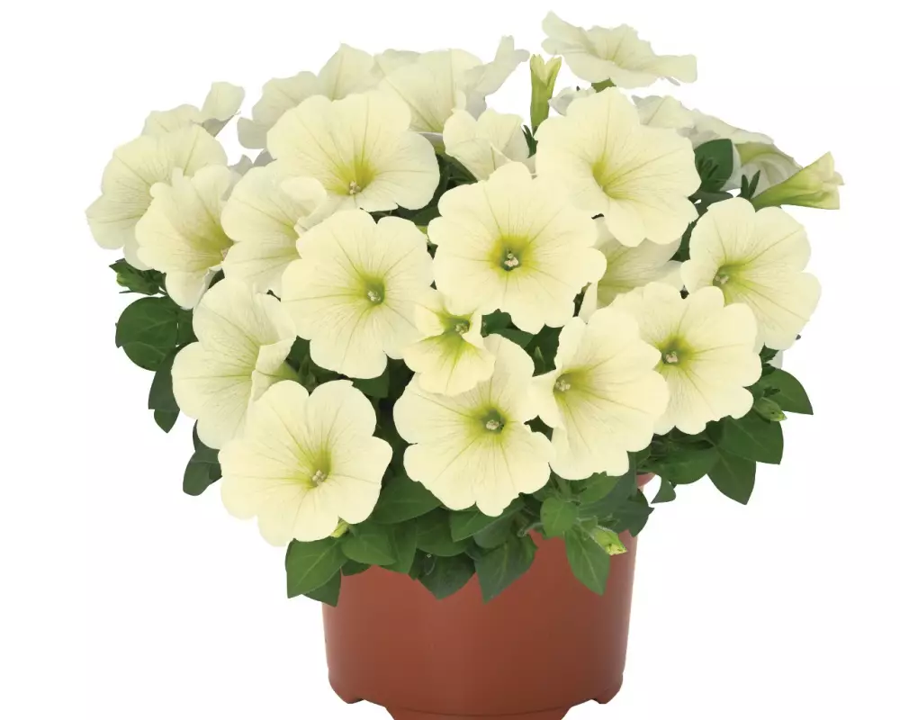Петуния Sweetunia® Popcorn (100 шт.)