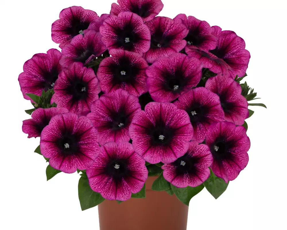 Петуния Sweetunia® Purple Gem (100 шт.)