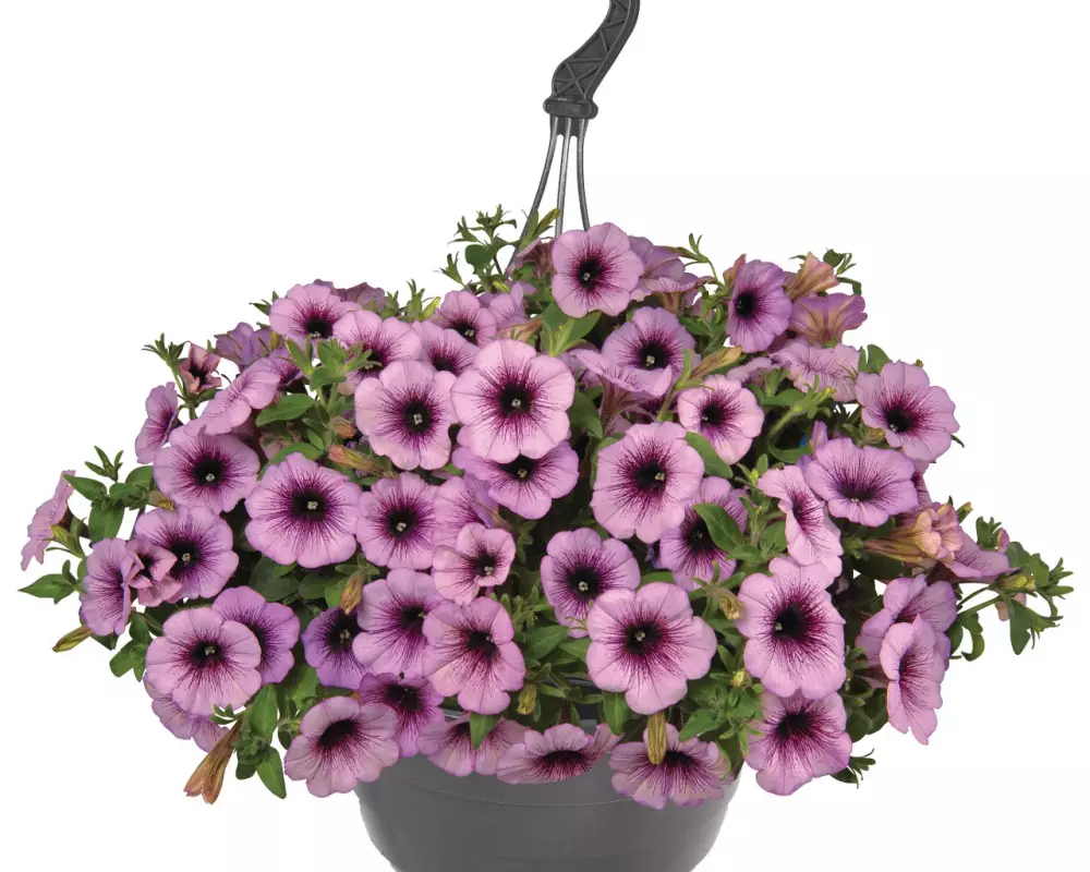 Петуния Sweetunia® Raspberry Gem (100 шт.)