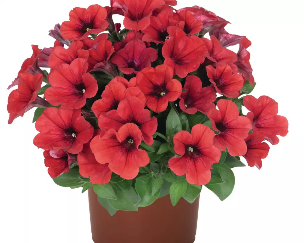 Петуния Sweetunia® Red (Intrinsa) (100 шт.)
