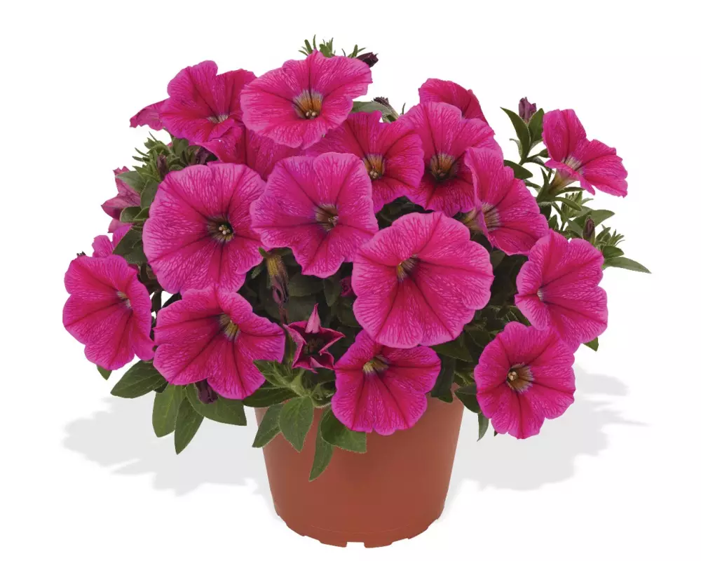 Петуния Sweetunia® Rose Gem (100 шт.)
