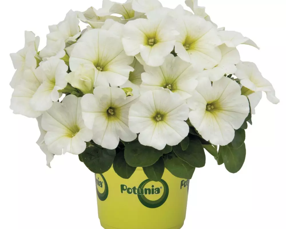 Петуния Sweetunia® White 2024 (100 шт.)