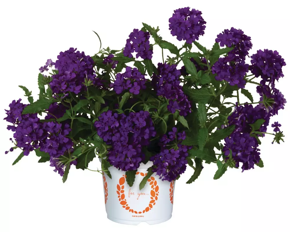 Вербена Empress® Flair Blue (100 шт.)