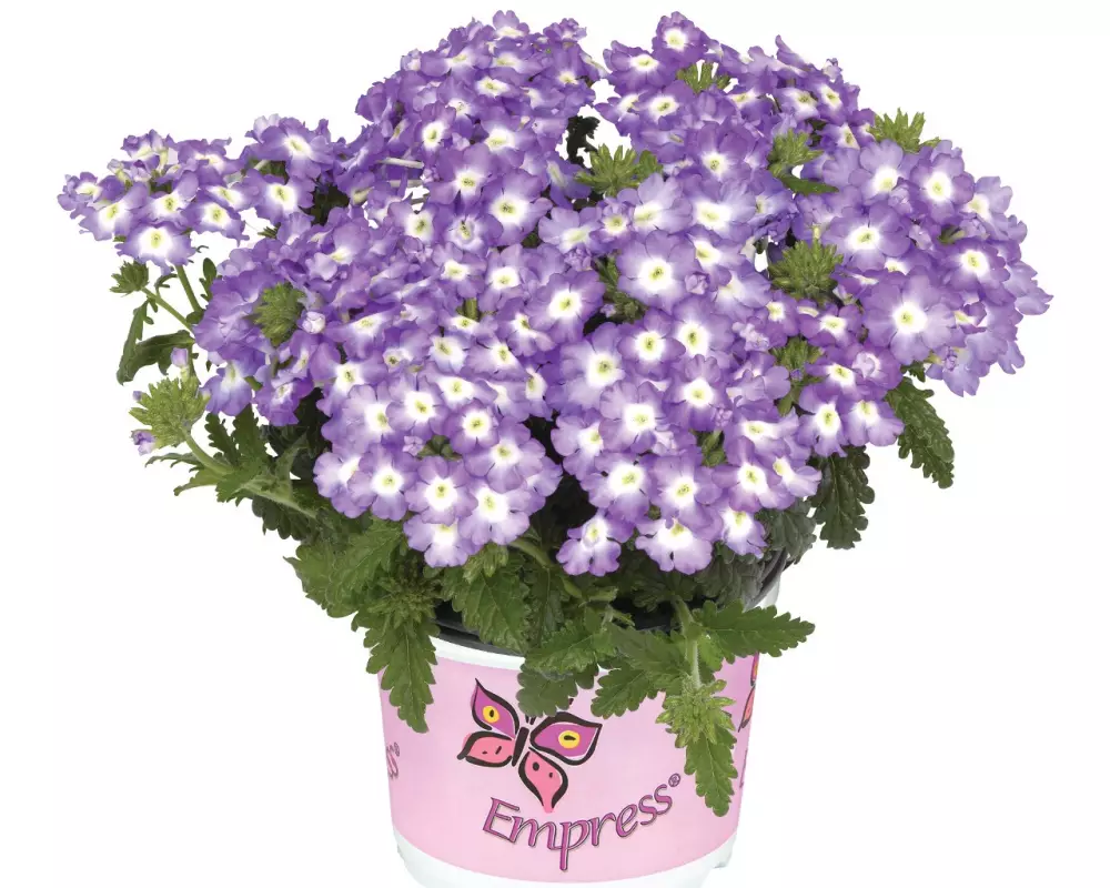 Вербена Empress® Flair Blue Charme (100 шт.)