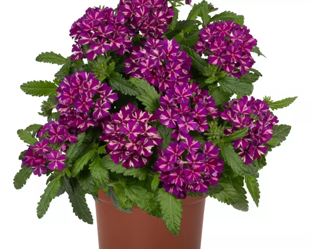 Вербена Empress® Flair Blue Star (100 шт.)