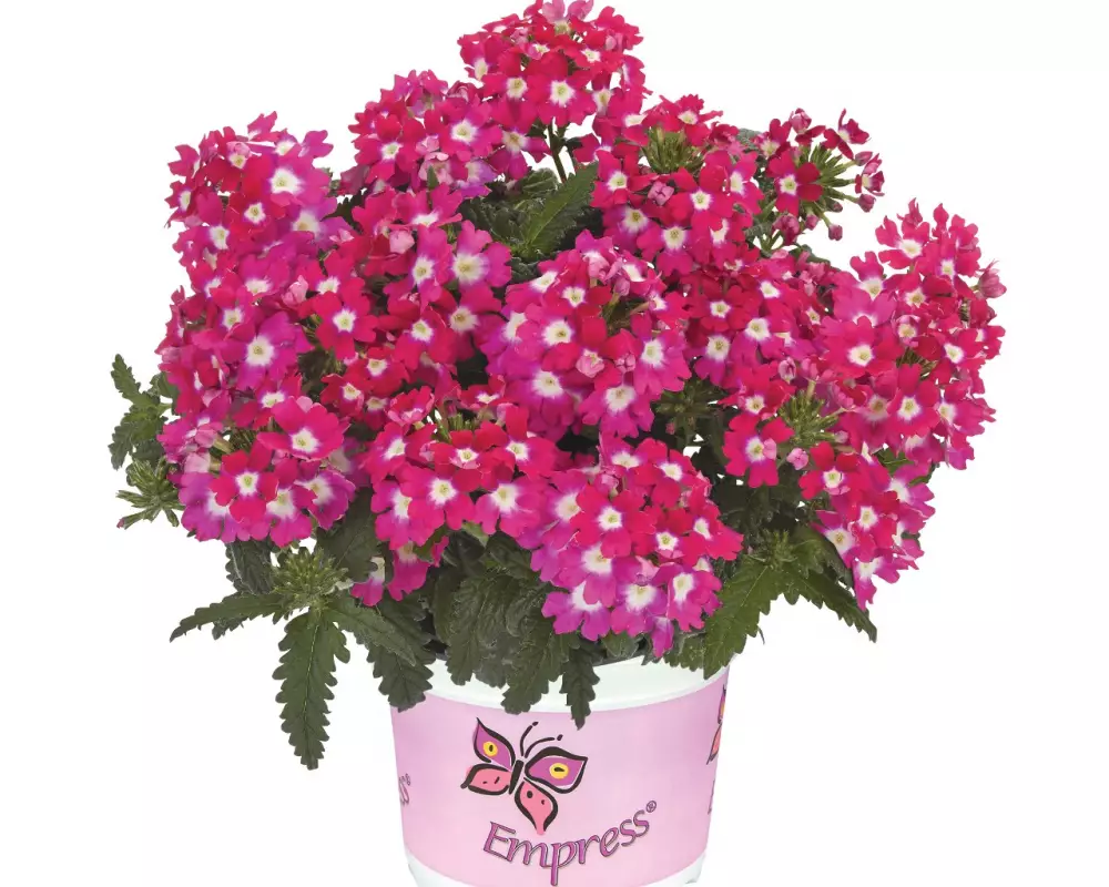 Вербена Empress® Flair Cherry Charme (100 шт.)