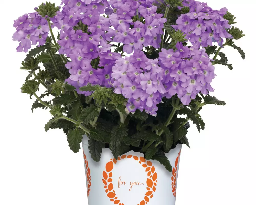 Вербена Empress® Flair Lavender Blue (100 шт.)