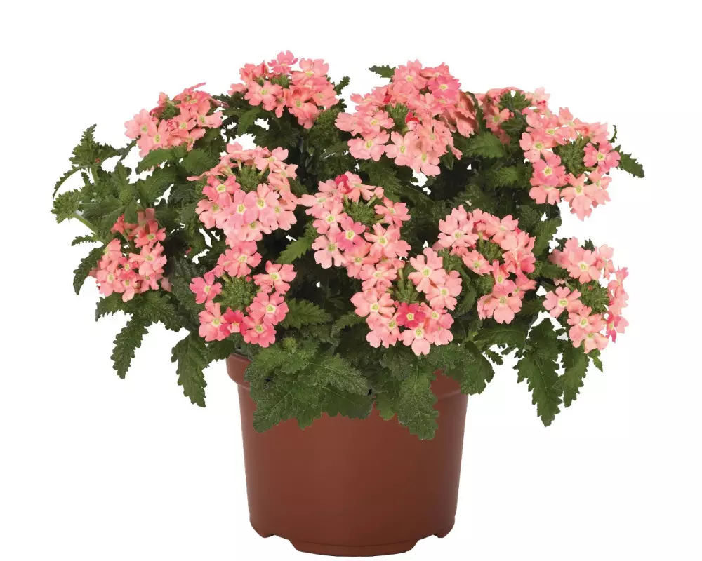Вербена Empress® Flair Peach (100 шт.)