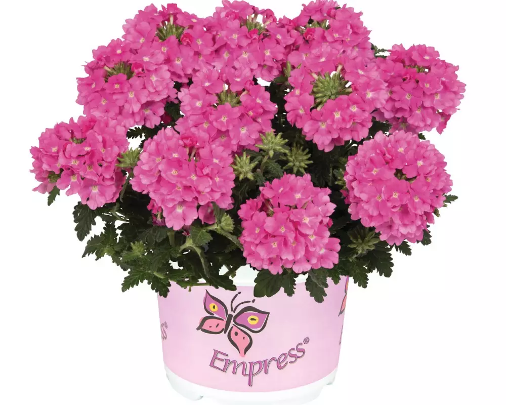 Вербена Empress® Flair Pink (100 шт.)