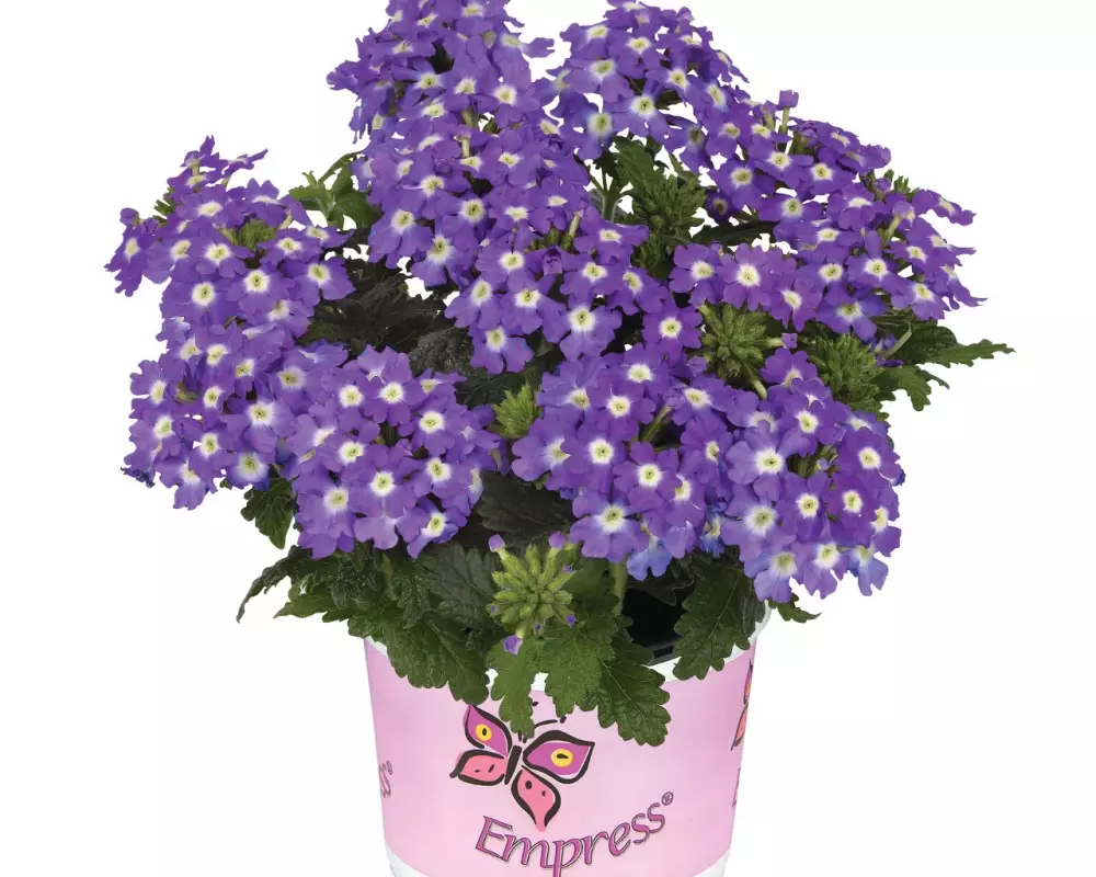 Вербена Empress® Flair Purple Charme (100 шт.)