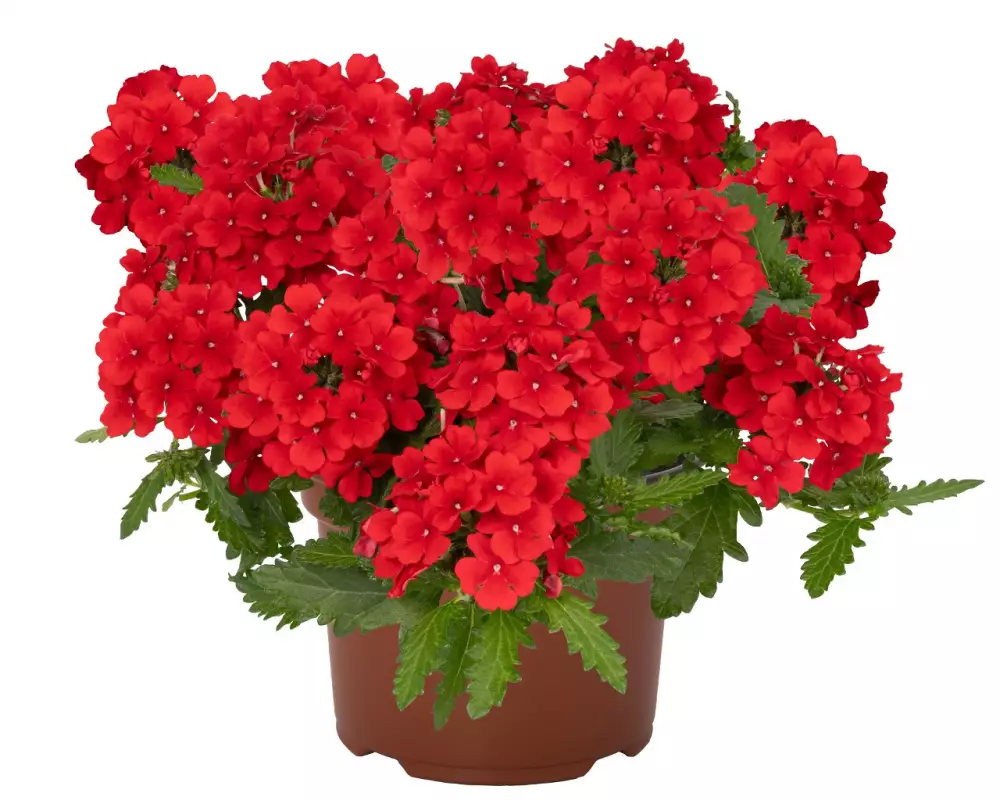 Вербена Empress® Flair Red 2027 (100 шт.)