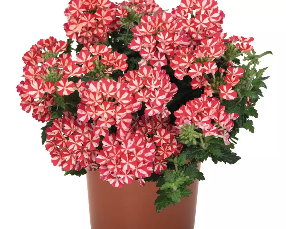 Вербена Empress® Flair Red Star (100 шт.)