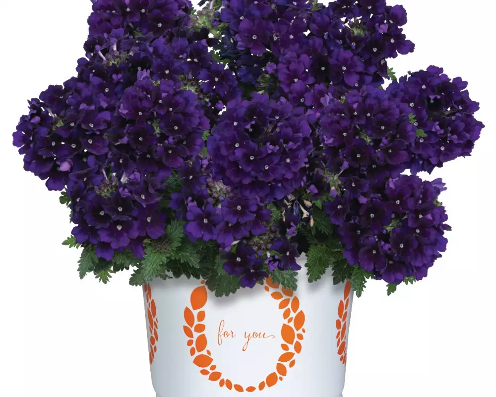 Вербена Empress® Flair Violet Blue (100 шт.)