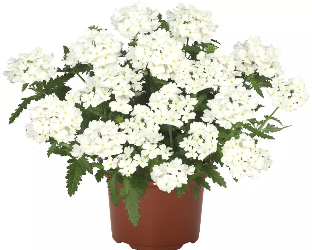 Вербена Empress® Flair White (100 шт.)