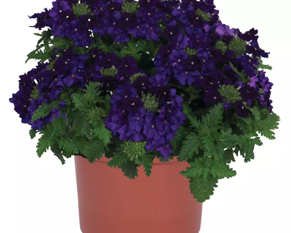 Вербена Empress® Sun Dark Blue (100 шт.)