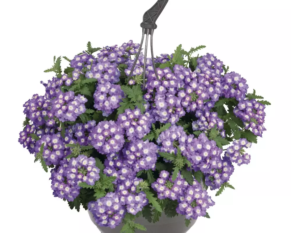 Вербена Empress® Sun Lavender Charme (100 шт.)