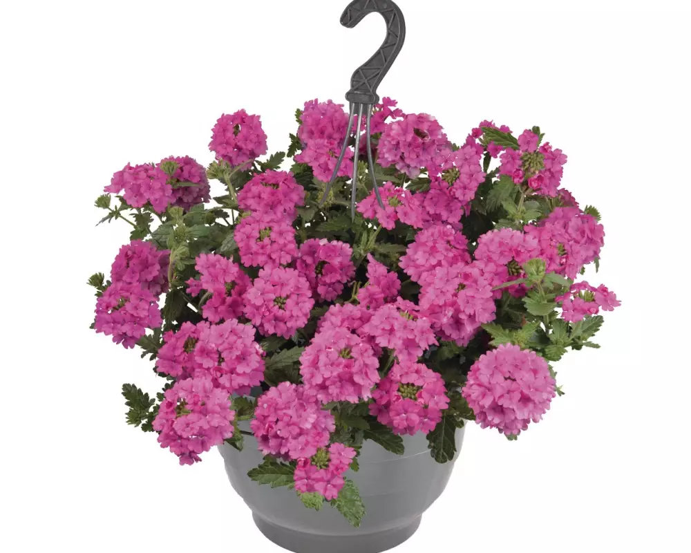 Вербена Empress® Sun Pink (100 шт.)