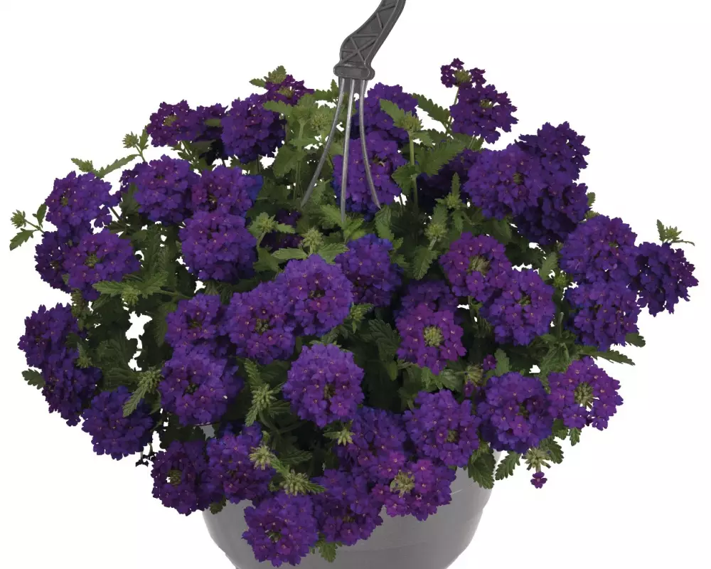 Вербена Empress® Sun Violet (100 шт.)