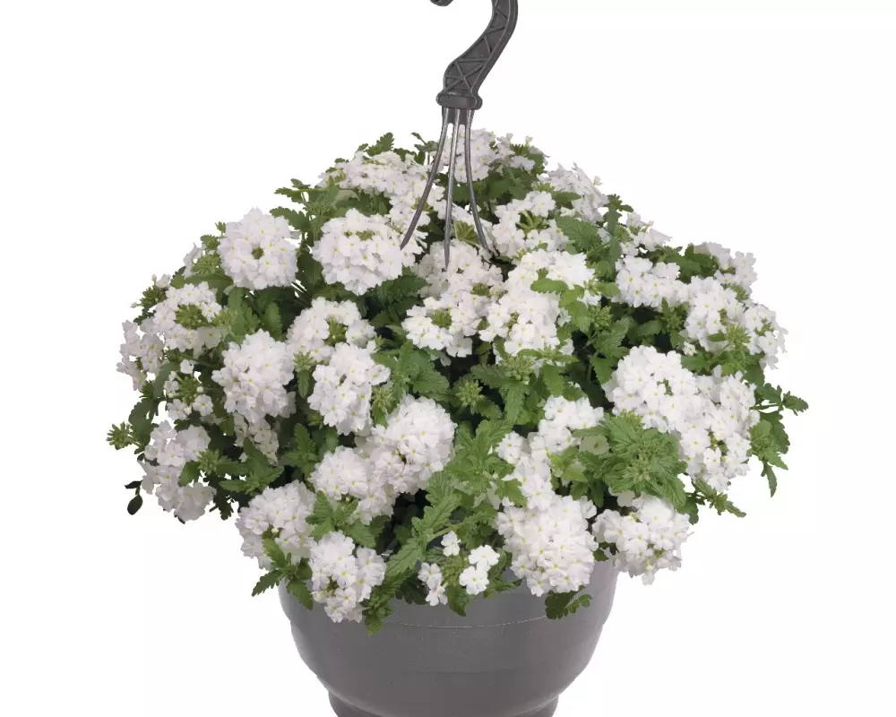 Вербена Empress® Sun White (100 шт.)