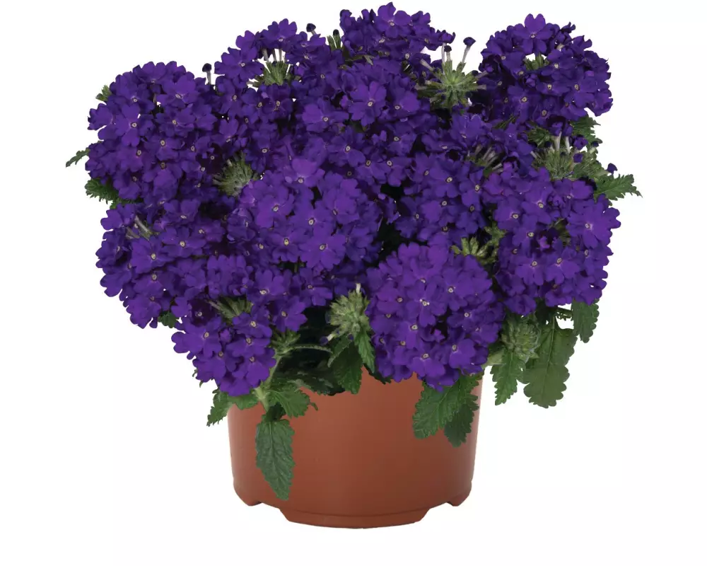 Вербена Lindolena Blue (100 шт.)
