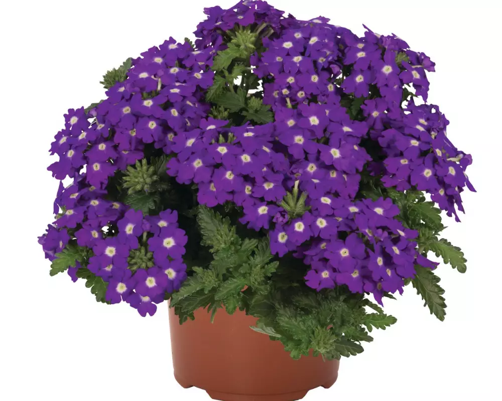 Вербена Lindolena Blue Charme (100 шт.)