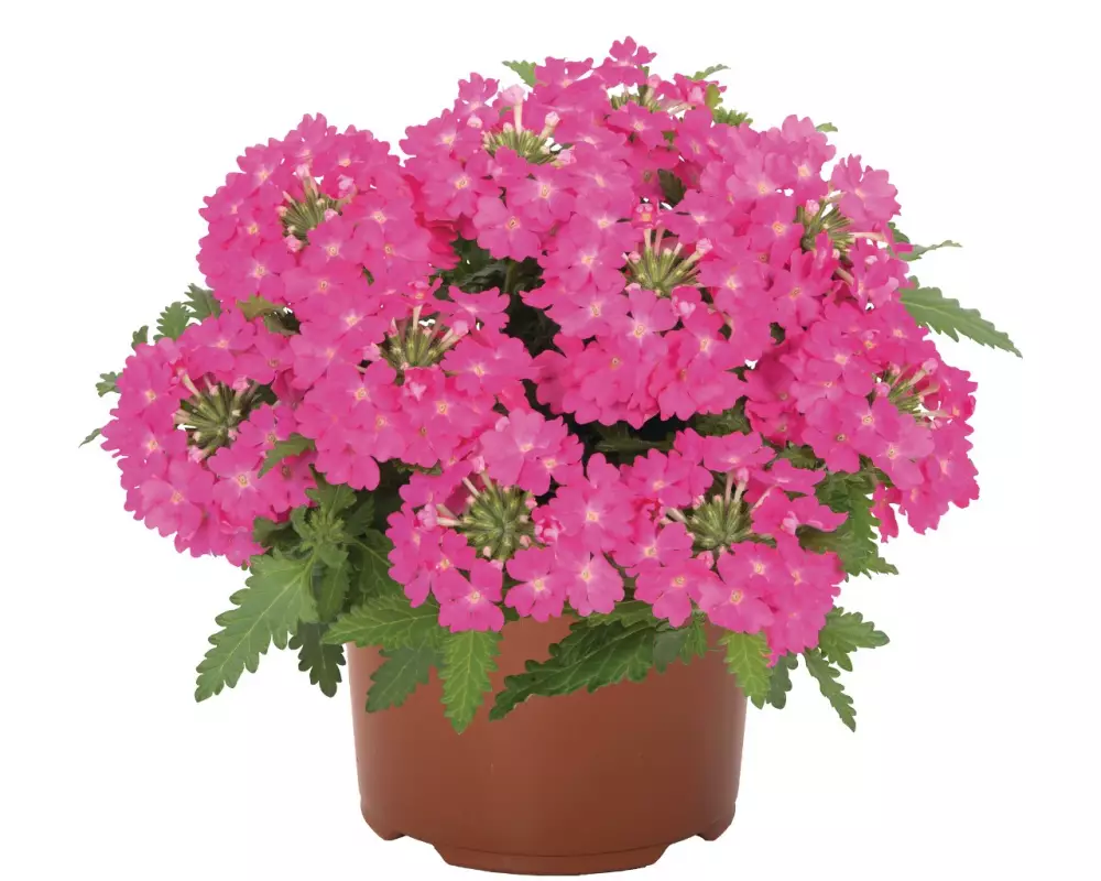 Вербена Lindolena Hot Pink (100 шт.)