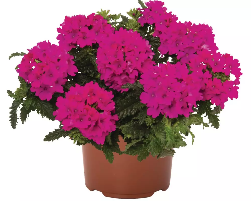Вербена Lindolena Magenta (100 шт.)