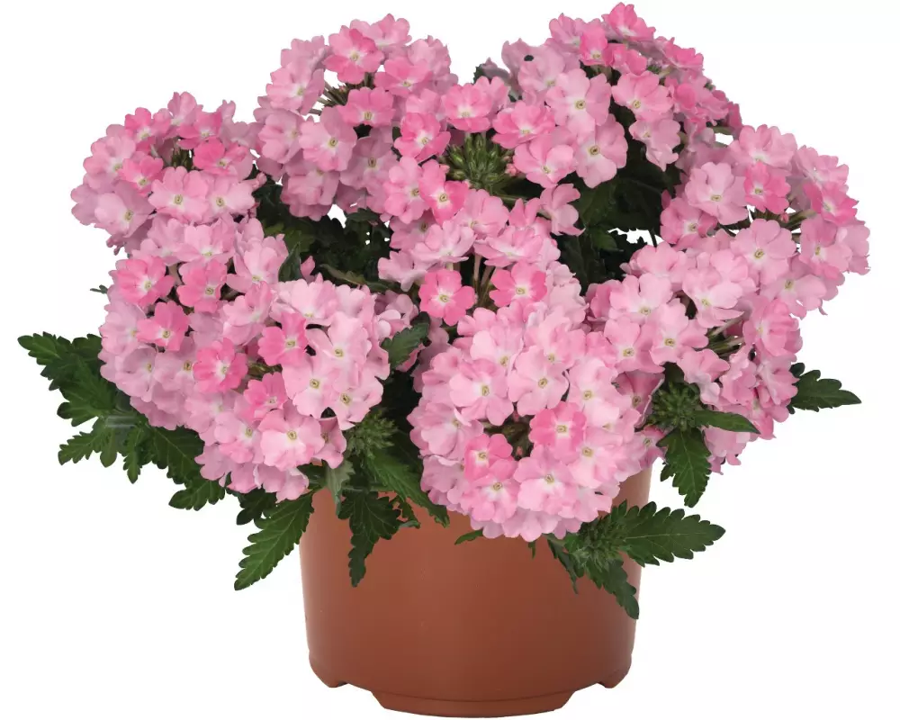 Вербена Lindolena Pink (100 шт.)