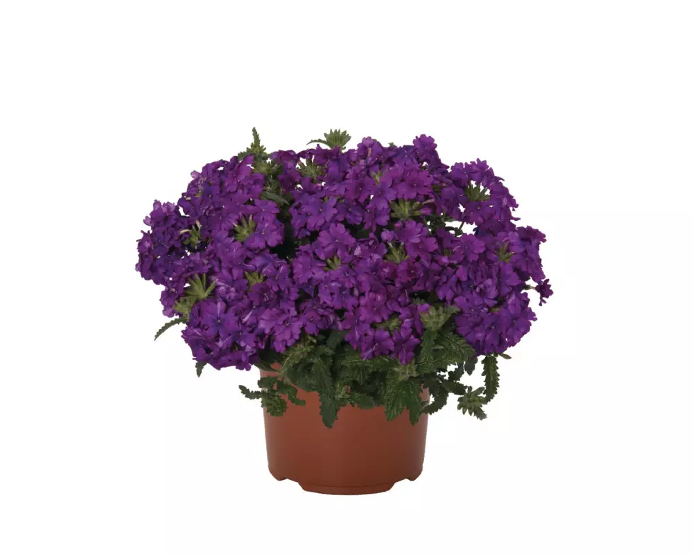 Вербена Lindolena Purple (100 шт.)
