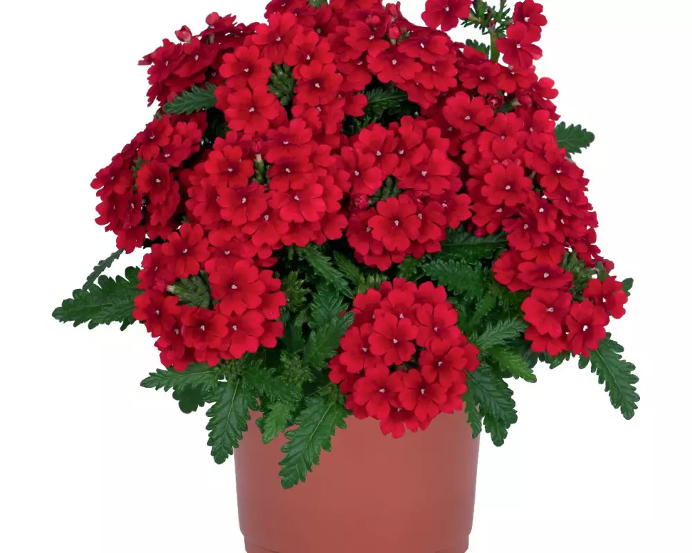 Вербена Lindolena Red 2027 (100 шт.)