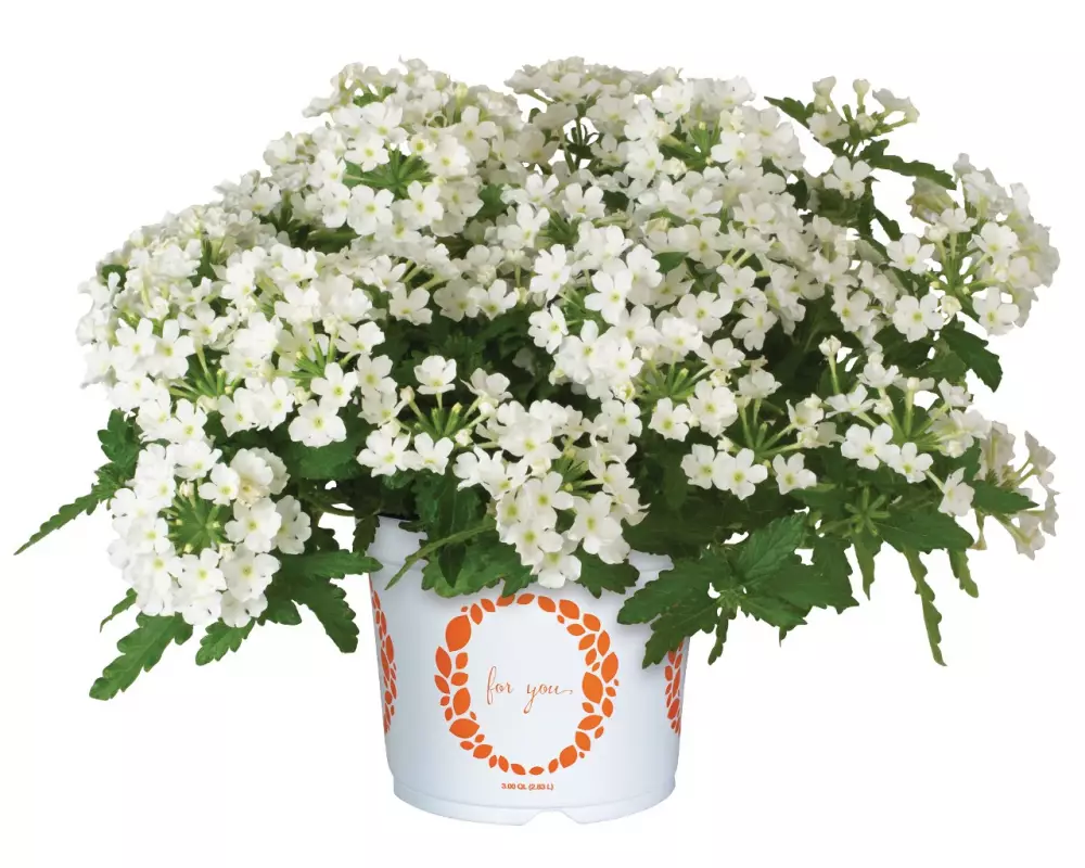 Вербена Lindolena White (100 шт.)