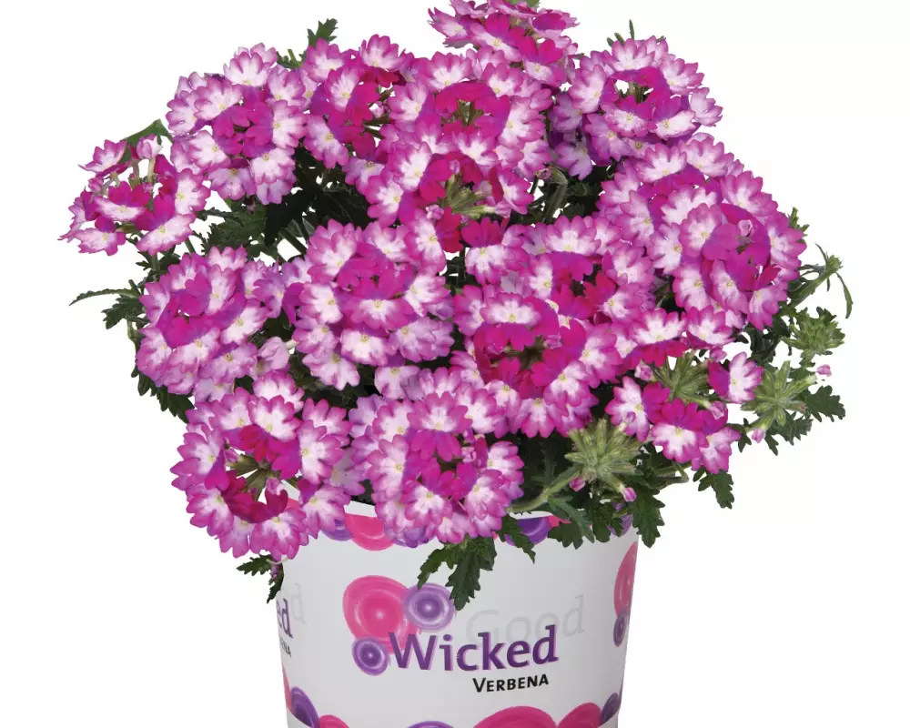 Вербена Wicked Dark Pink (100 шт.)