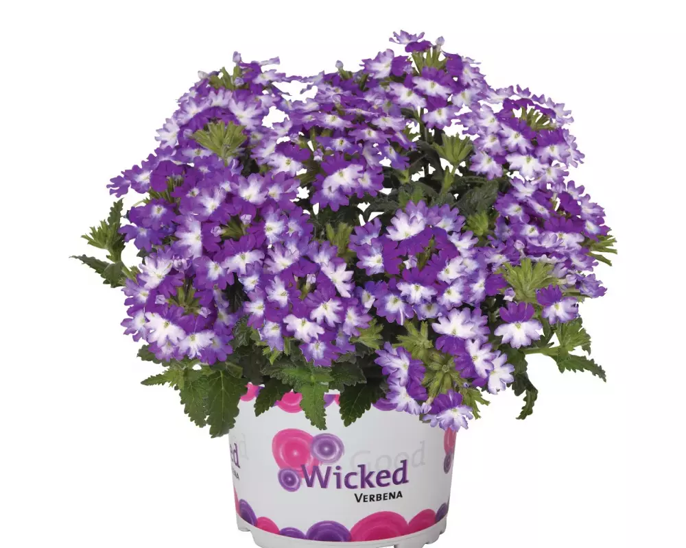 Вербена Wicked Great Grape (100 шт.)