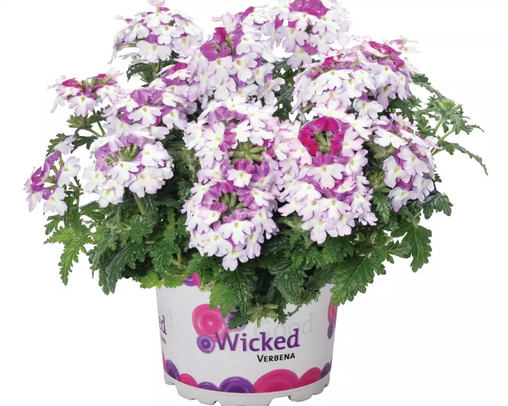 Вербена Wicked Magenta (100 шт.)