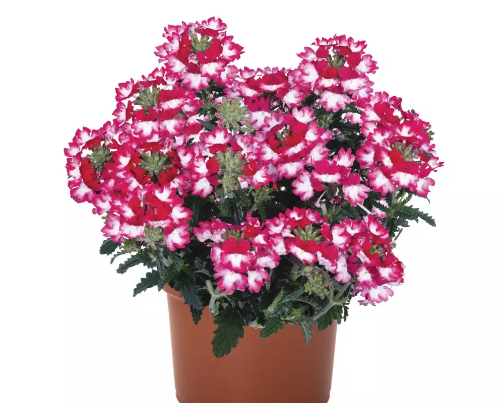 Вербена Wicked Pink Pepper (100 шт.)