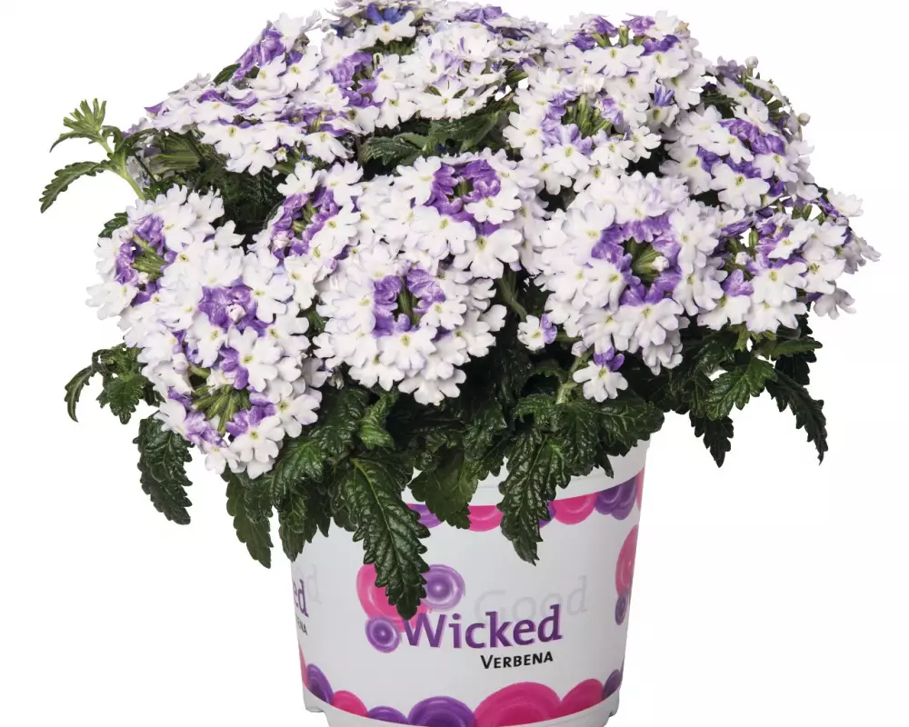 Вербена Wicked Purple (100 шт.)