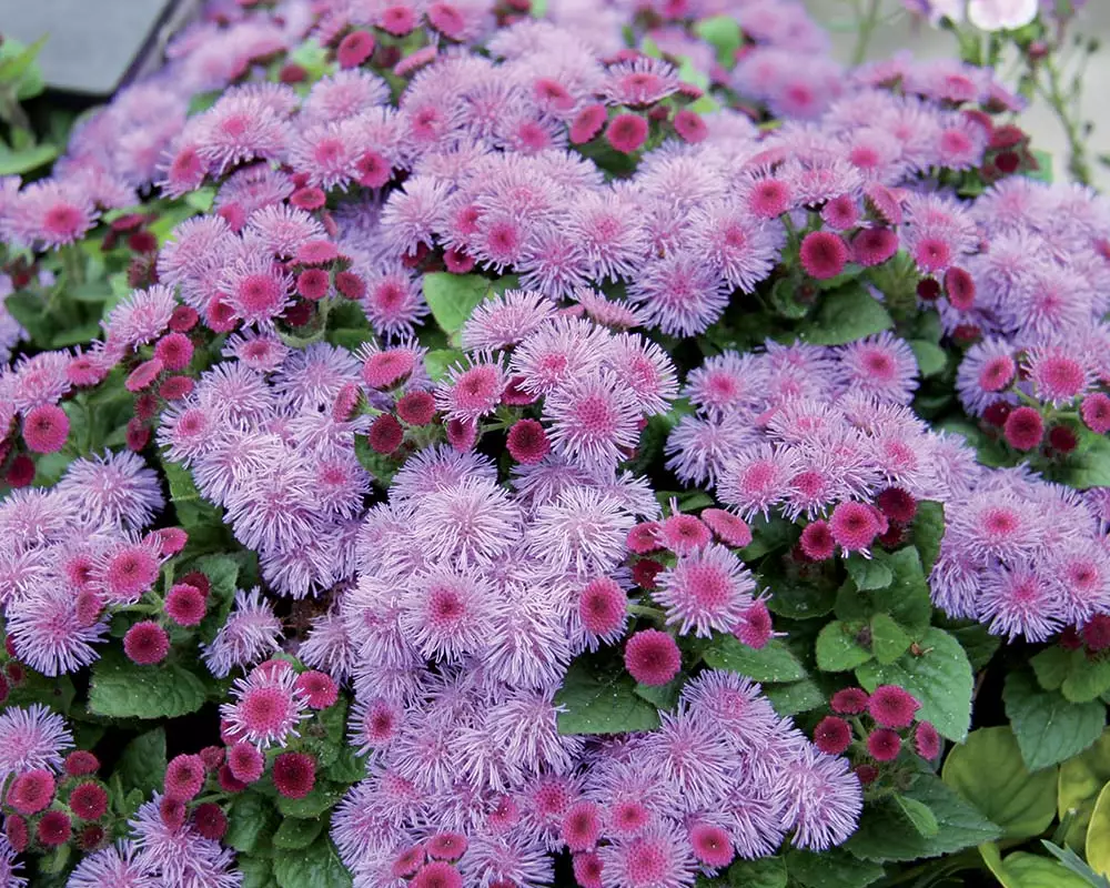 Агератум Ariella Violet (100 шт.)