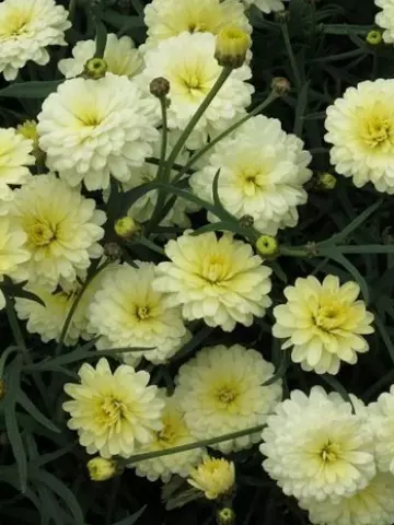 Аргирантемум Aramis® Double Primrose (100 шт.)
