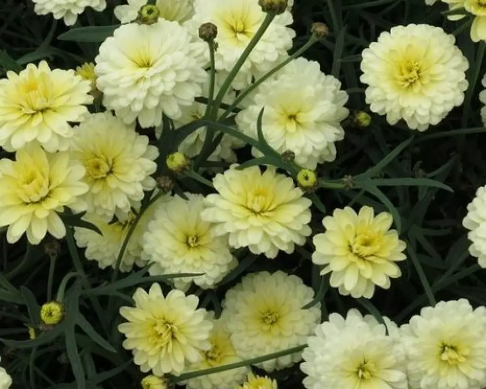 Аргирантемум Aramis® Double Primrose (100 шт.)