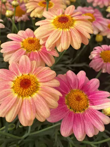 Аргирантемум Aramis® Peach Eye (100 шт.)